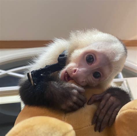 white faced capuchin price.